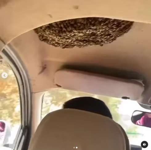 Ada Ribuan Lebah di Mobilnya, Pria ini Terlihat Tetap Santai Menikmati Perjalanannya