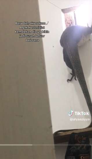 Sendirian di Rumah, Wanita ini Kedatangan Tamu Gak Diundang Biawak Besar Masuk Lewat Kamar Mandinya