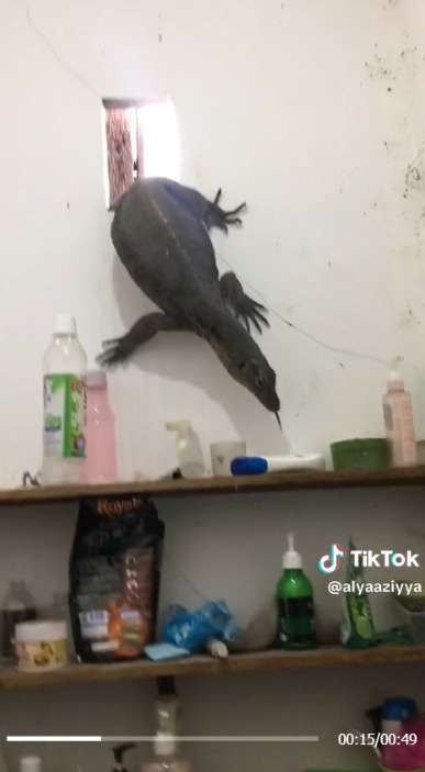 Sendirian di Rumah, Wanita ini Kedatangan Tamu Gak Diundang Biawak Besar Masuk Lewat Kamar Mandinya