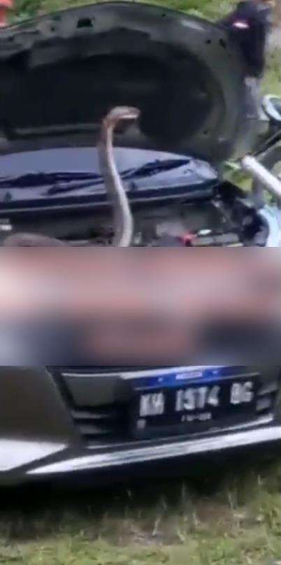 Penemuan ular king kobra di mesin mobil.