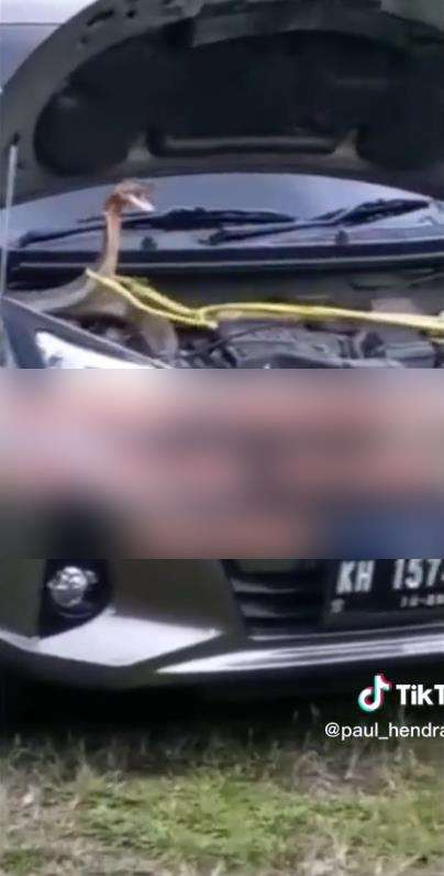 Penemuan ular king kobra di mesin mobil.