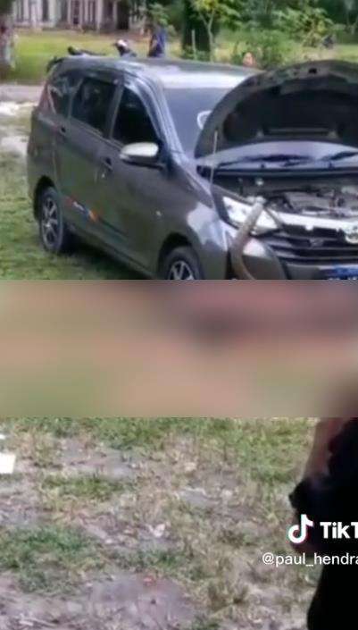 Penemuan ular king kobra di mesin mobil.