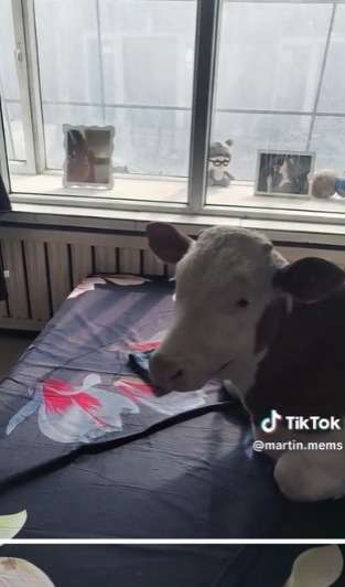Sapi Sultan, Jadi Peliharaan Tidur Siang dalam Kamar Santai di Atas Kasur