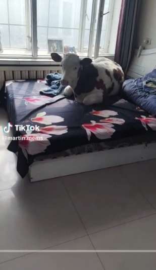 Sapi Sultan, Jadi Peliharaan Tidur Siang dalam Kamar Santai di Atas Kasur