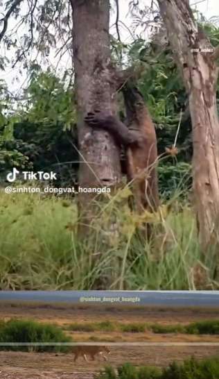 Pria Bertelanjang Dada Dikejar Komodo Sampai Panjat Pohon, Terus Ditunggu di Bawah Gak Bisa Turun, Endingnya Bikin Penasaran