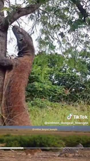 Pria Bertelanjang Dada Dikejar Komodo Sampai Panjat Pohon, Terus Ditunggu di Bawah Gak Bisa Turun, Endingnya Bikin Penasaran