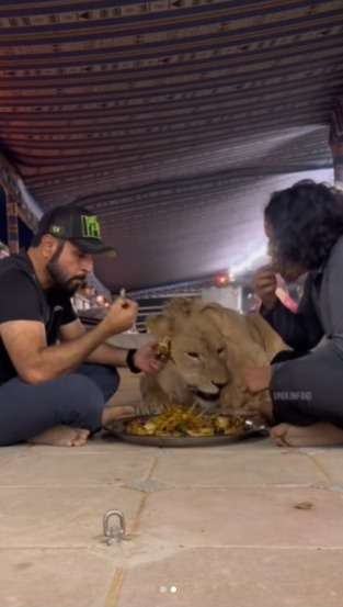 Bikin Deg-Degan Momen Warga Dubai Buka Puasa Bareng Singa, Warganet: Kalau Masih Lapar Tinggal Hap!