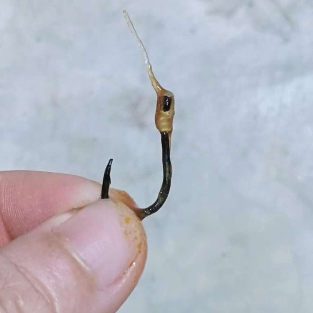 Ngeri! Makan ikan sardine temukan mata kail dalam kaleng.
