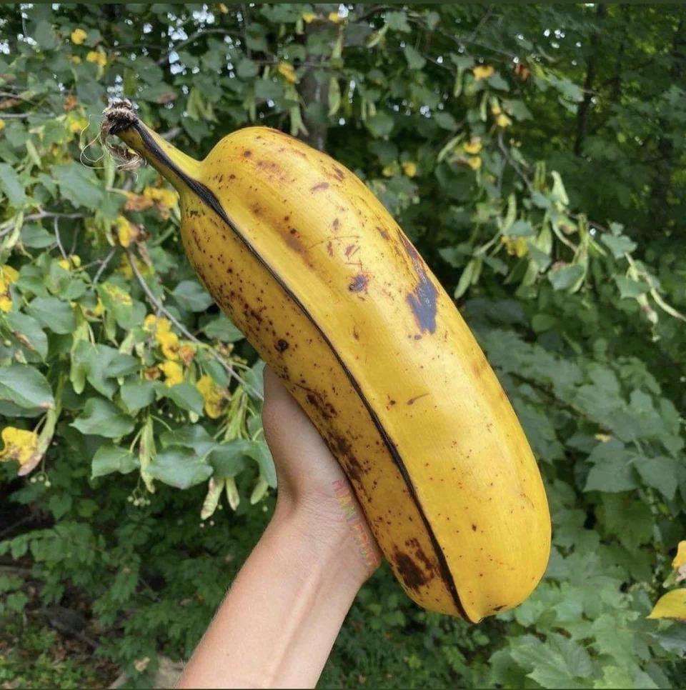 Pisang raksasa dari Hawaii.