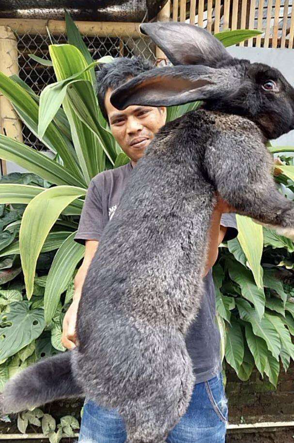 Kelinci dengan ukuran tidak normal.