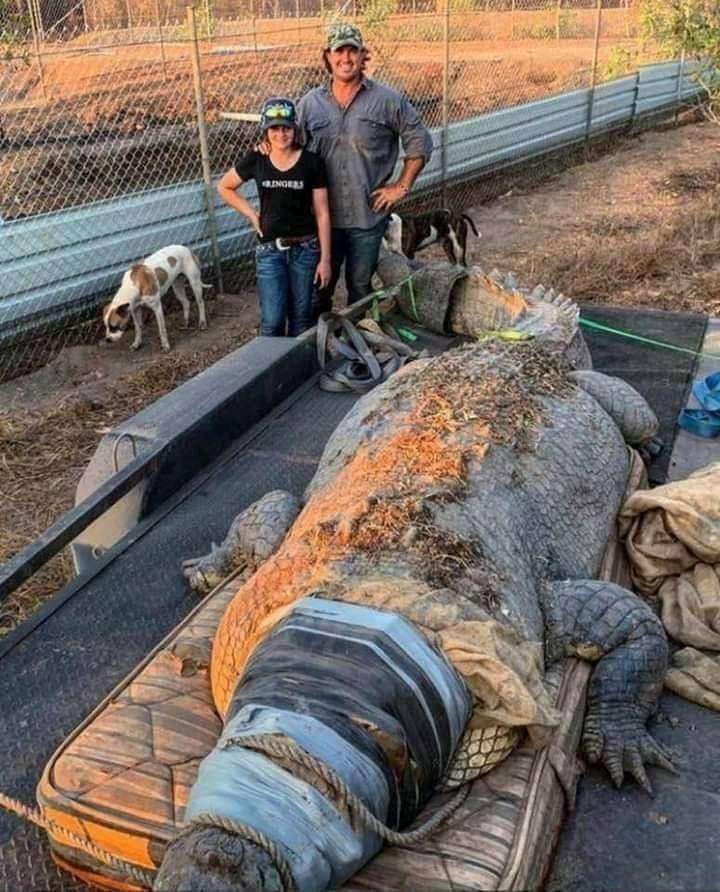 Buaya raksasa dari Australia.