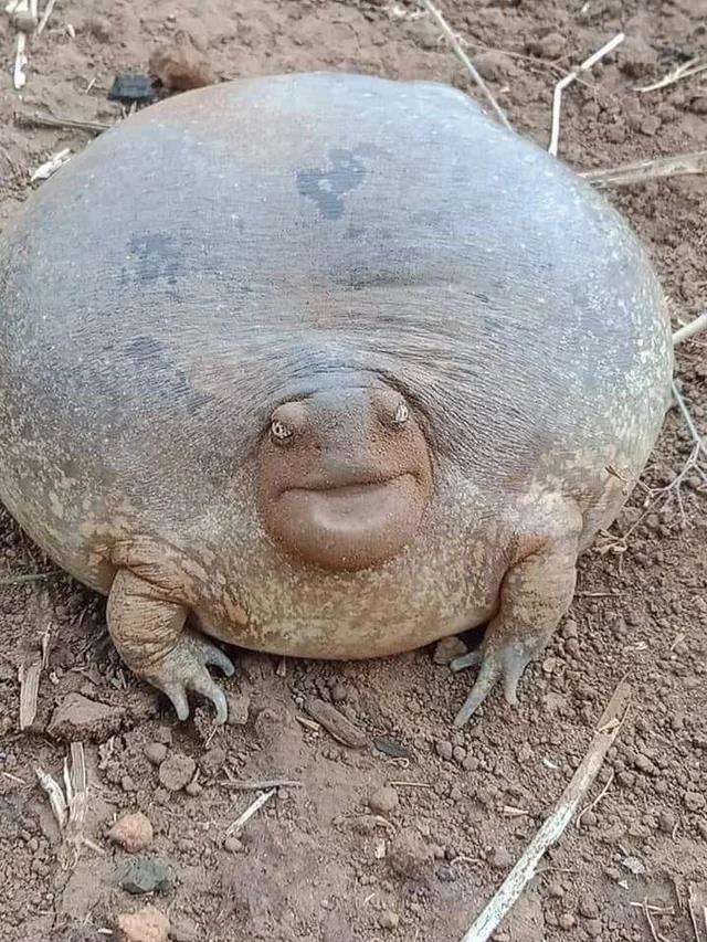Katak lembu raksasa.