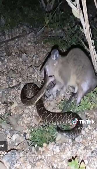 TIkus lawan ular