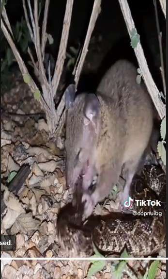 Tikus makan ular