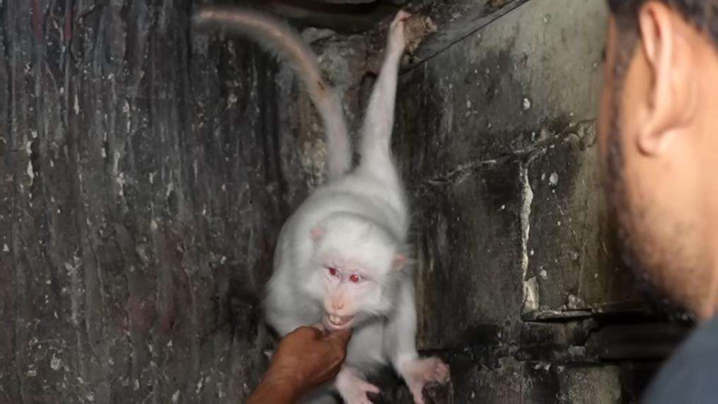 Penampakan monyet putih Hanoman di dunia nyata.