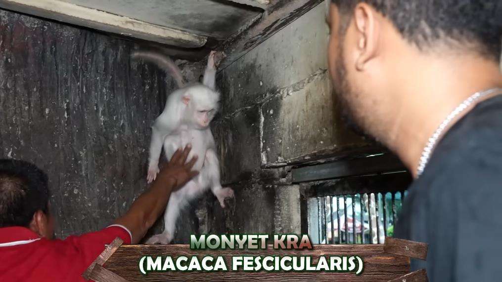 Penampakan monyet putih Hanoman di dunia nyata.
