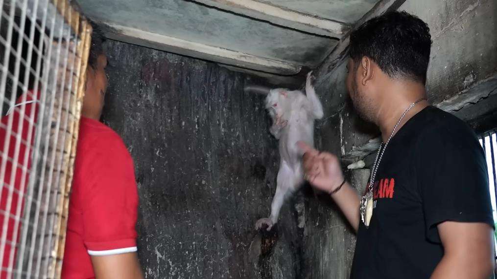 Penampakan monyet putih Hanoman di dunia nyata.