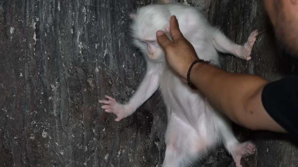 Penampakan monyet putih Hanoman di dunia nyata.