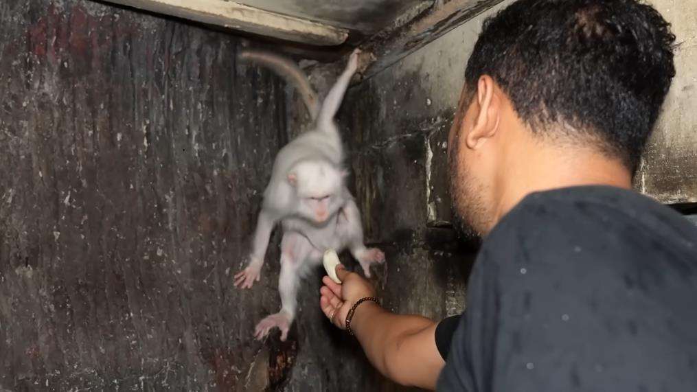 Penampakan monyet putih Hanoman di dunia nyata.