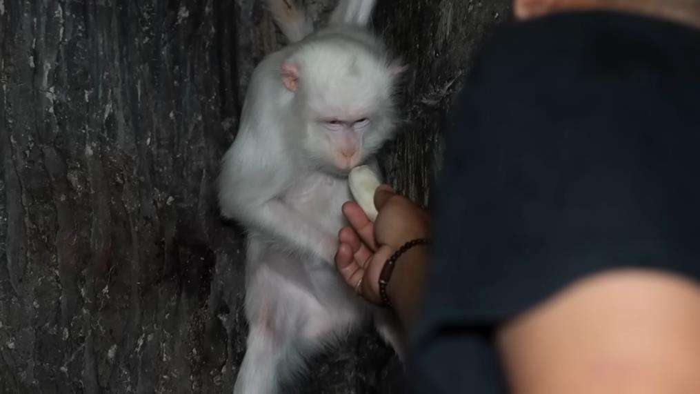 Penampakan monyet putih Hanoman di dunia nyata.