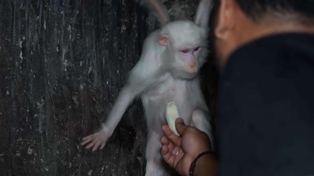 Penampakan monyet putih Hanoman di dunia nyata.