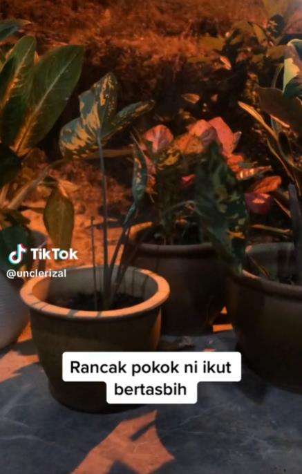 Tanaman bertasbih di malam Ramadhan.