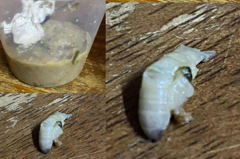 Enak-enak makan bubur dikira kapulaga, ternyata ulat gemuk.