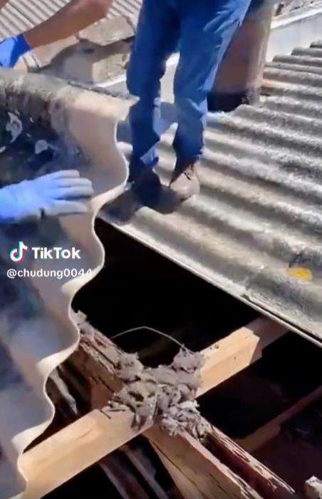 Merinding penampakan kelelawar bersarang di rumah kosong.