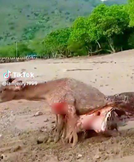 Begitu sadisnya komodo keluarkan isi perut rusa hidup-hidup.
