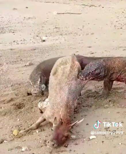 Begitu sadisnya komodo keluarkan isi perut rusa hidup-hidup.