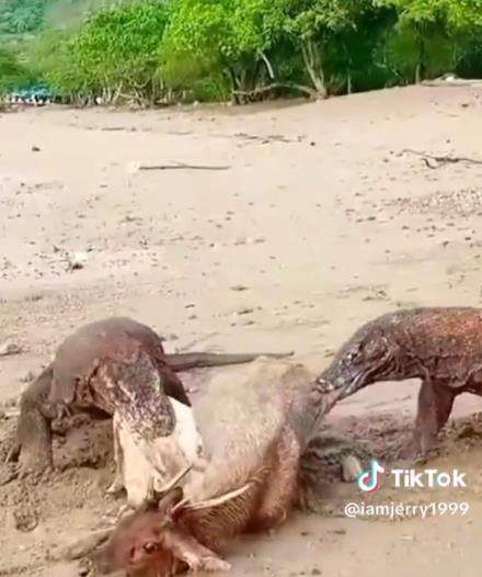 Begitu sadisnya komodo keluarkan isi perut rusa hidup-hidup.