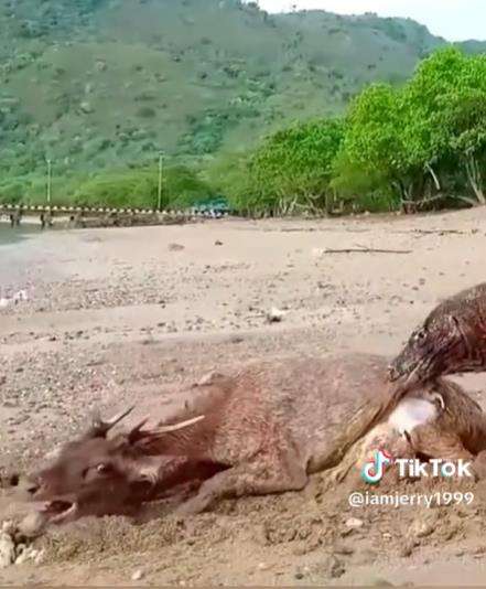 Begitu sadisnya komodo keluarkan isi perut rusa hidup-hidup.