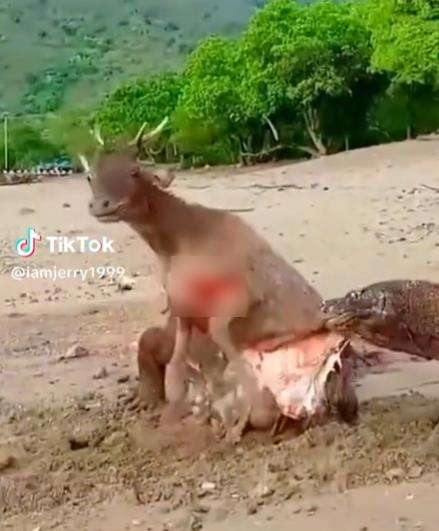 Begitu sadisnya komodo keluarkan isi perut rusa hidup-hidup.