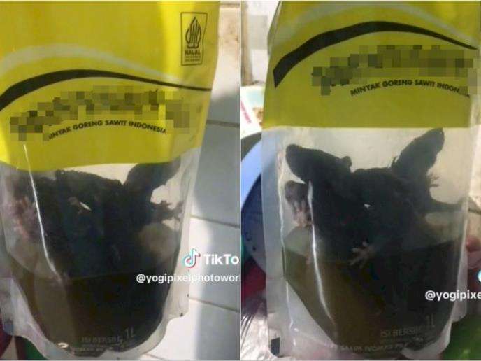 Jijik banget! 5 ekor tikus nyemplung dalam minyak goreng kemasan.