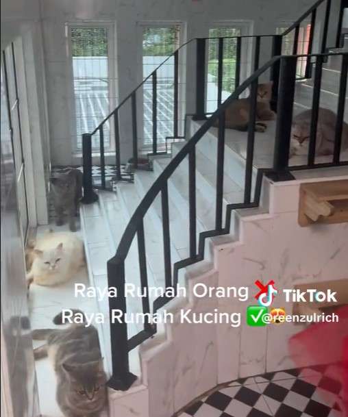 Rumah kucing