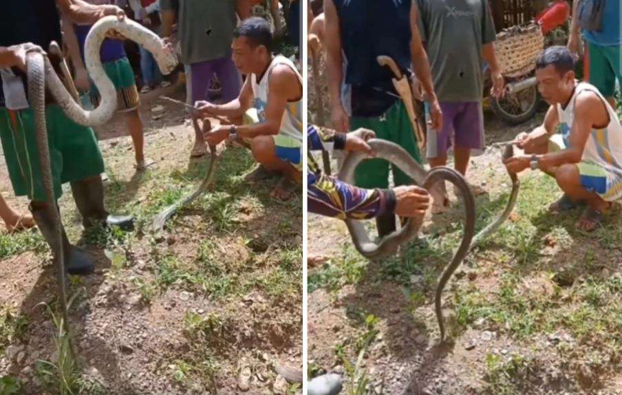 Pria meregang nyawa usai bermain kepala king kobra yang dikira sudah mati.