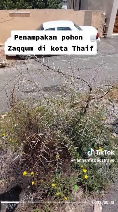 Potret Pohon Zaqqum yang Disebut Jadi Makanan Penghuni Neraka, Naudzubillah!