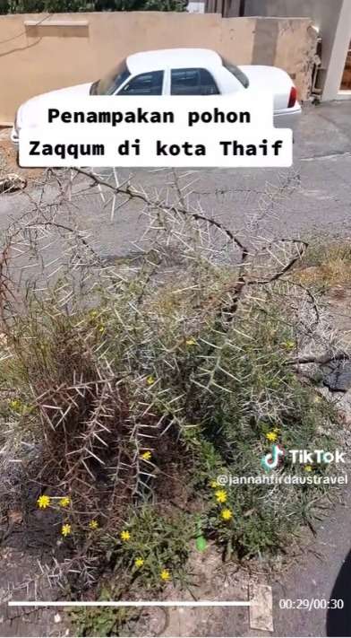 Potret Pohon Zaqqum yang Disebut Jadi Makanan Penghuni Neraka, Naudzubillah!