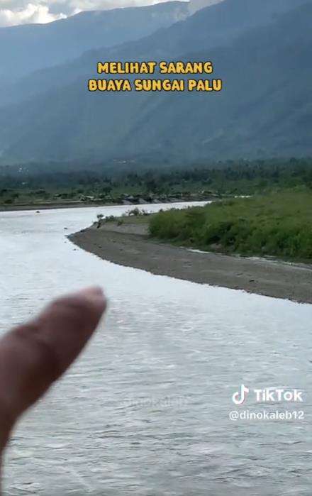 Penampakan buaya Sungai Palu raksasa.