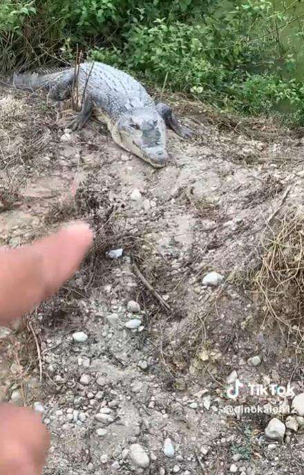 Penampakan buaya Sungai Palu raksasa.