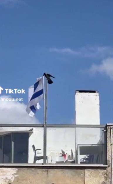 Aksi nyeleneh burung gagak lepas bendera Israel.