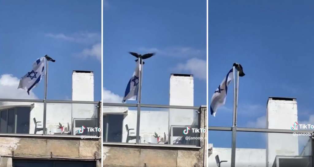 Aksi nyeleneh burung gagak lepas bendera Israel.