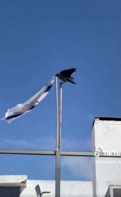 Aksi nyeleneh burung gagak lepas bendera Israel.