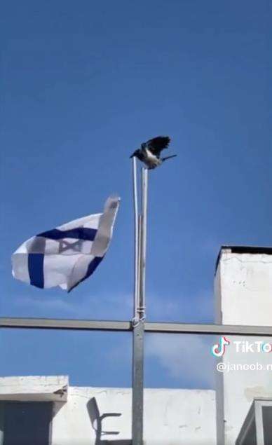 Aksi nyeleneh burung gagak lepas bendera Israel.