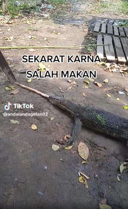 Biawak lemas diduga salah mangsa.
