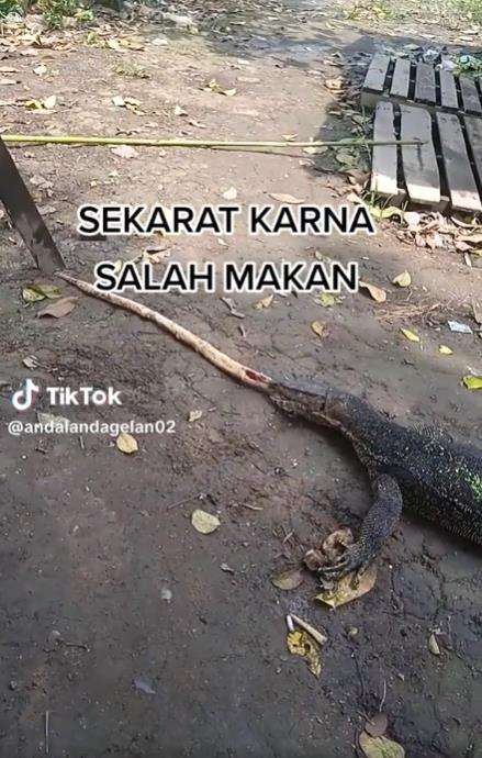 Biawak lemas diduga salah mangsa.