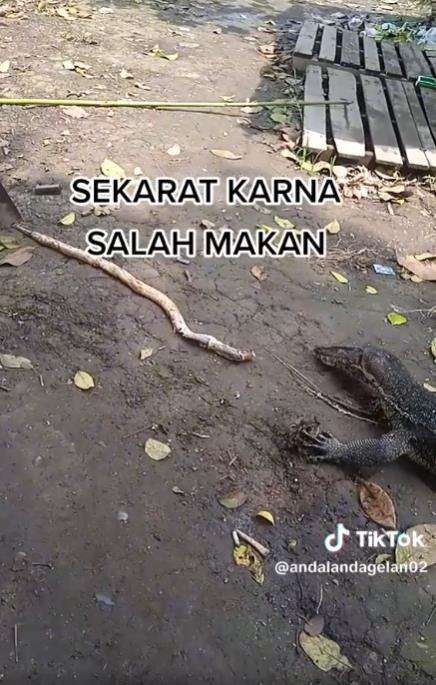 Biawak lemas diduga salah mangsa.