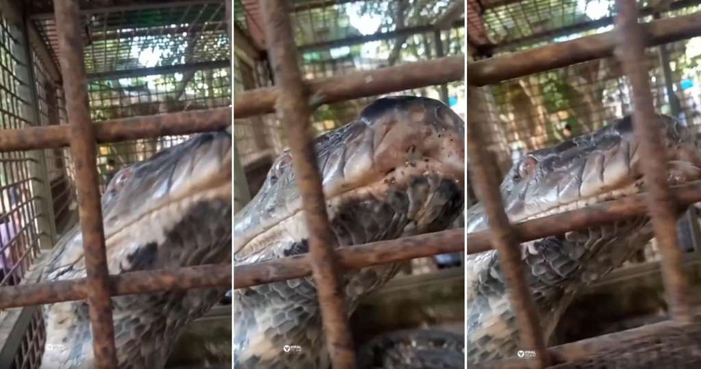 Penampakan kepala ular piton raksasa dari jarak sangat dekat.