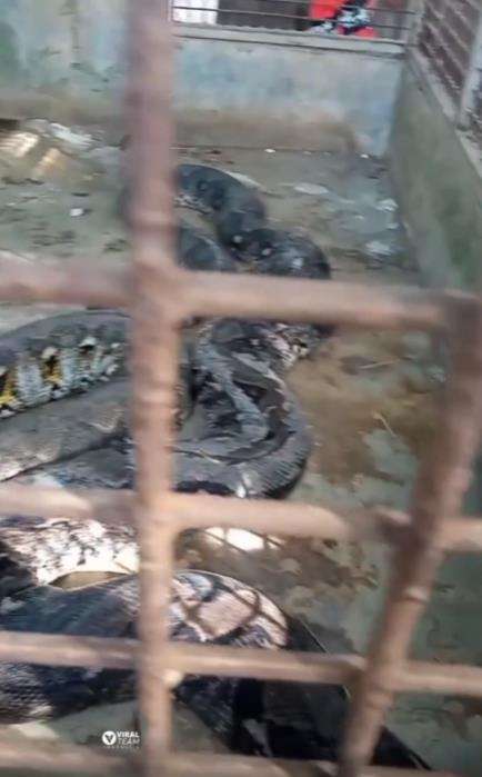 Penampakan kepala ular piton raksasa dari jarak sangat dekat.