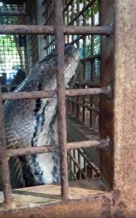 Penampakan kepala ular piton raksasa dari jarak sangat dekat.